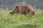 Grizzli Great Bear Rainforest 46 1557