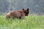 Grizzli Great Bear Rainforest 47 1558