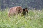 Grizzli Great Bear Rainforest 48 1559