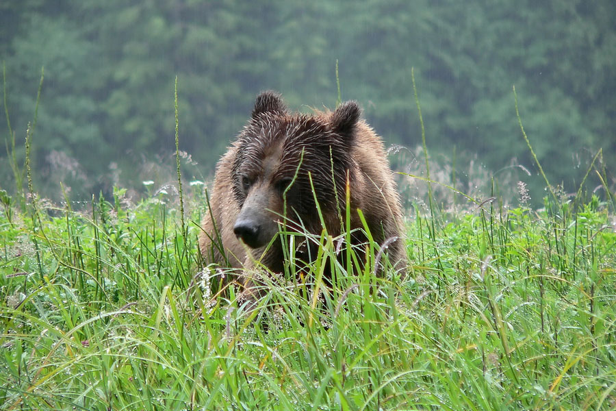 Grizzli Great Bear rain Forest 07 1541