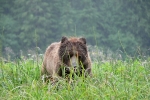 Grizzli Great Bear rain Forest 09 1543