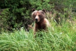 Grizzli Great Bear rain Forest 10 56