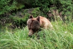 Grizzli Great Bear rain Forest 11 1544
