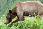 Grizzli Great Bear rain Forest 17 1546