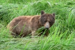 Grizzli Great Bear rain Forest 21 56