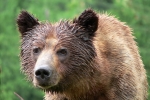 Grizzli Great Bear rain Forest 23 1548