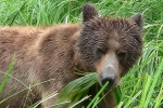 Grizzli Great Bear rain Forest 26 1550