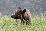 Grizzli Great Bear rain Forest 28 1551