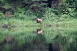 Grizzli Great Bear rain Forest 40 1552