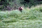 Grizzli Great Bear rain Forest 44 1555