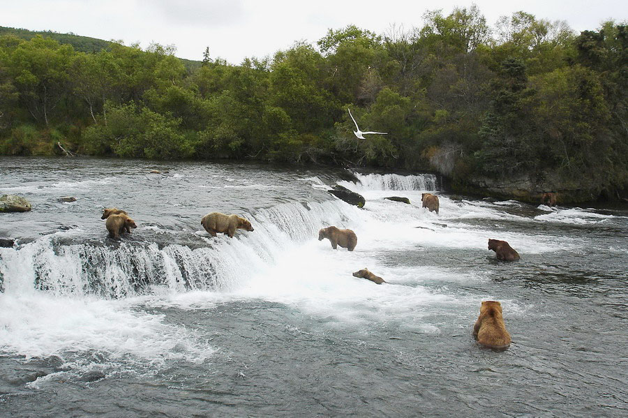 Les Ours grizzlis attrappent les saumons aux chutes de la rivière Brooks à Katmaï en Alaska